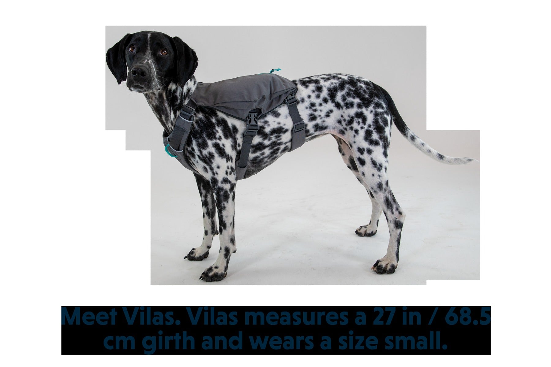 SwitchbakTM Dog Harness