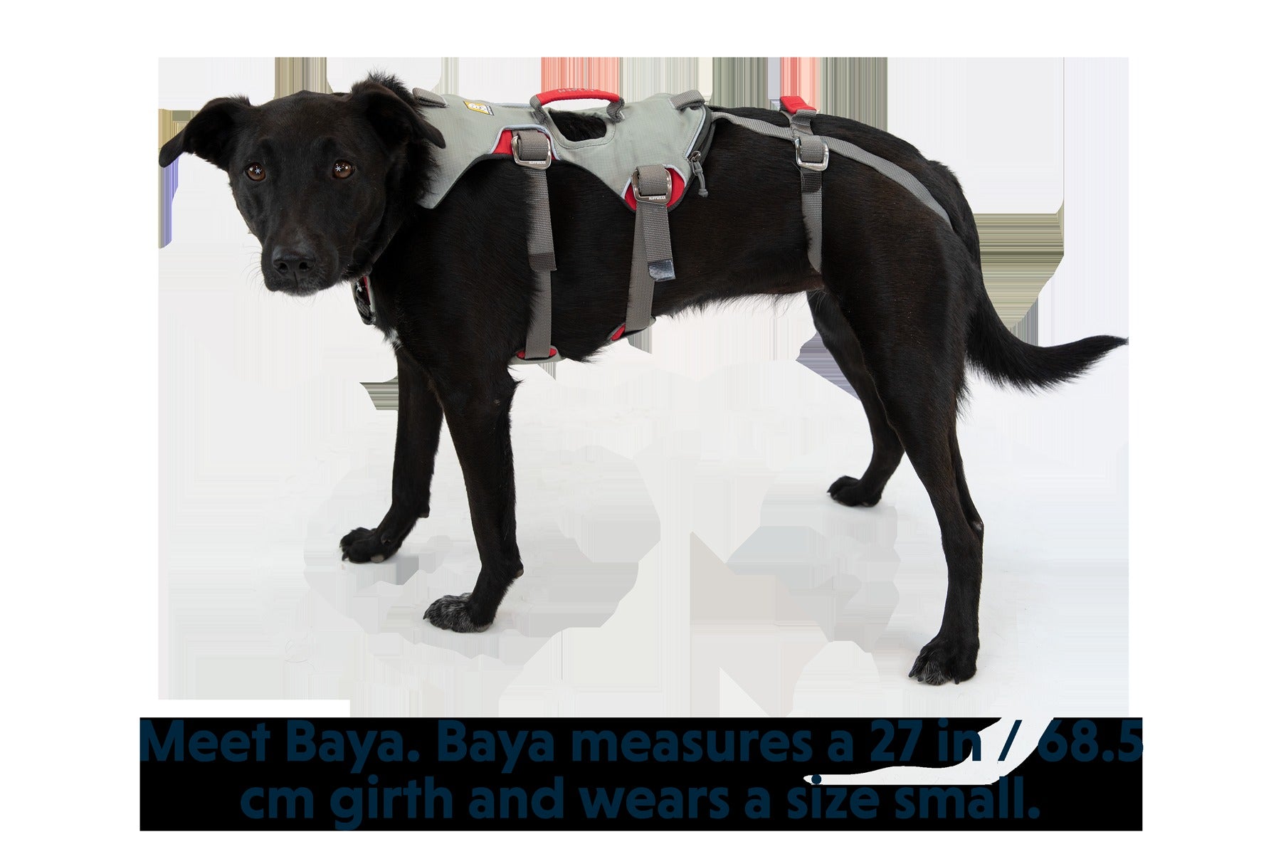 DoublebackTM Full Body Dog Harness